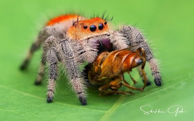 phidippus regius orange phase (jumping spider)